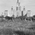 Западный округ города Москвы - история (1 часть). Фотоальбом